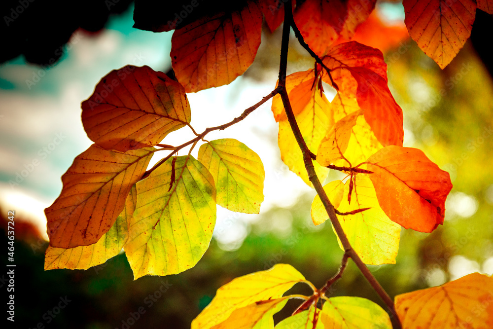 Colorful autumn leaves background Colorful autumn leaves background