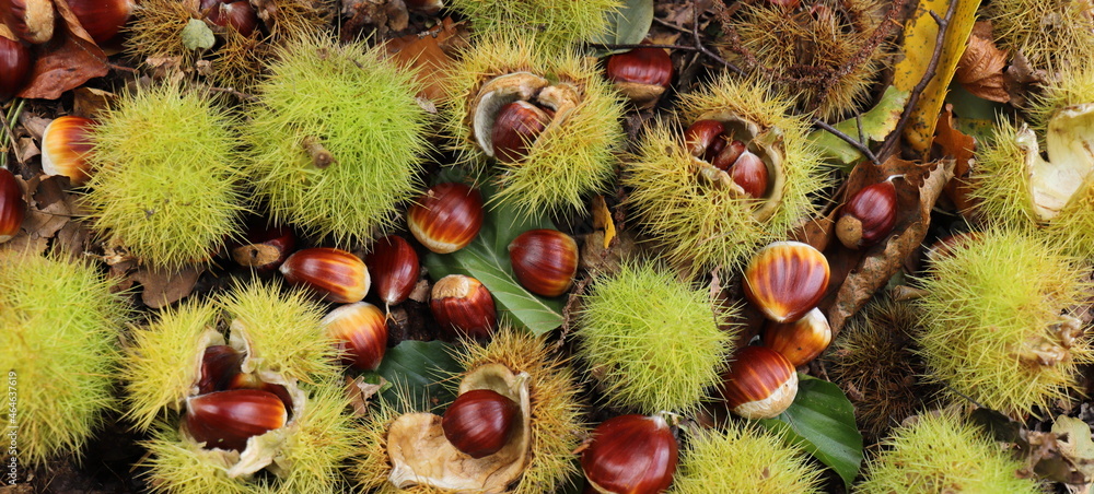 Fototapeta premium collecting chestnuts in the forest