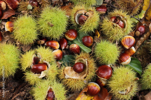 collecting chestnuts in the forest