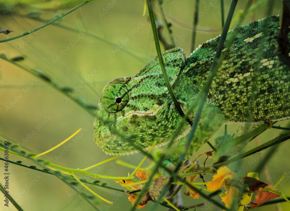 Fototapeta premium Chameleon on a branch under the sun