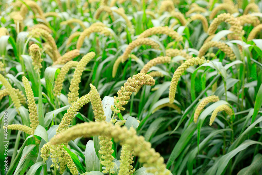 foxtail millet in the field