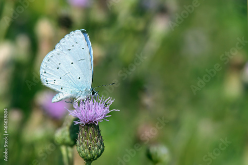Wallpaper Mural Holly blue butterfly (Celastrina argiulus) on a field thistle (Cirsium arvense). Torontodigital.ca