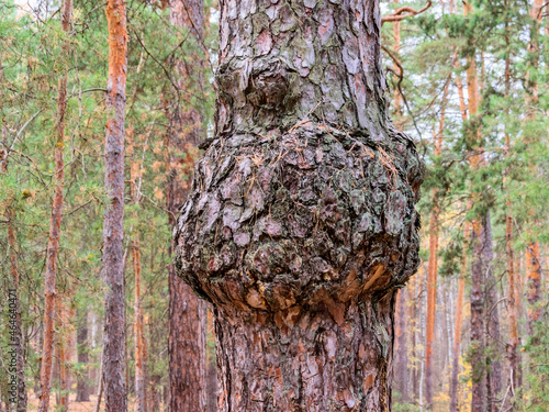 Pine with a strange outgrowth photo