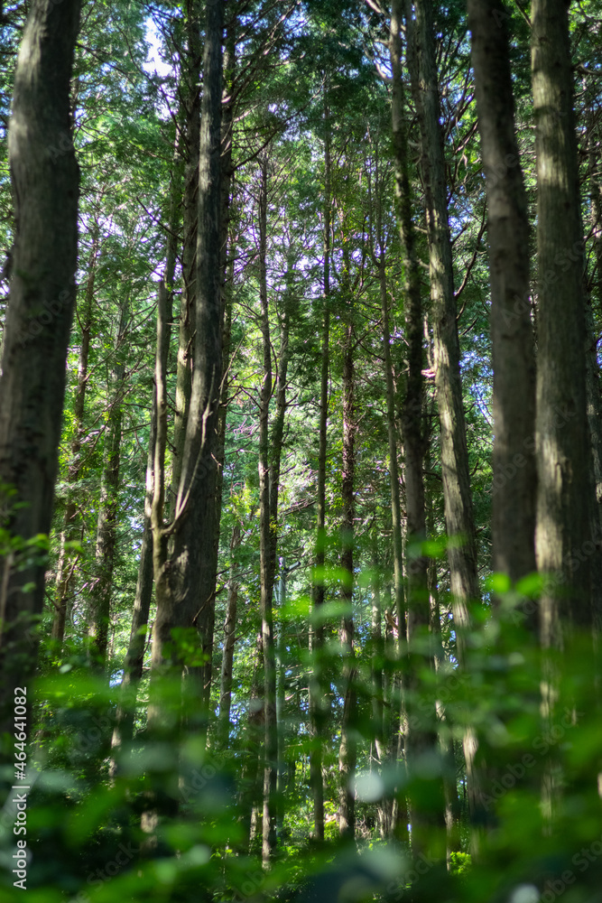 Obraz premium 自然に触れてリフレッシュ