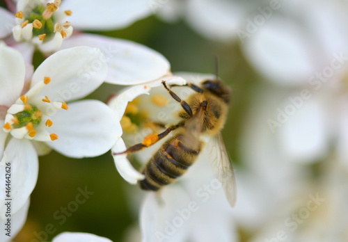 Honey Bees collecting polin