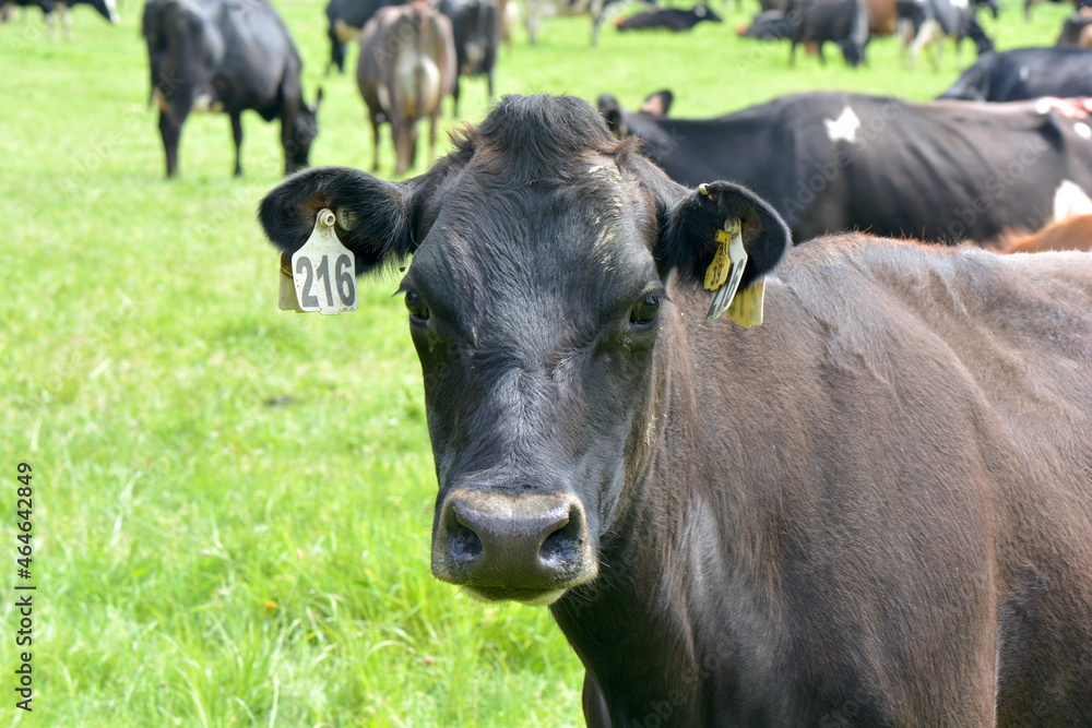 A dairy cow looks at the camera on New Zealand pastures