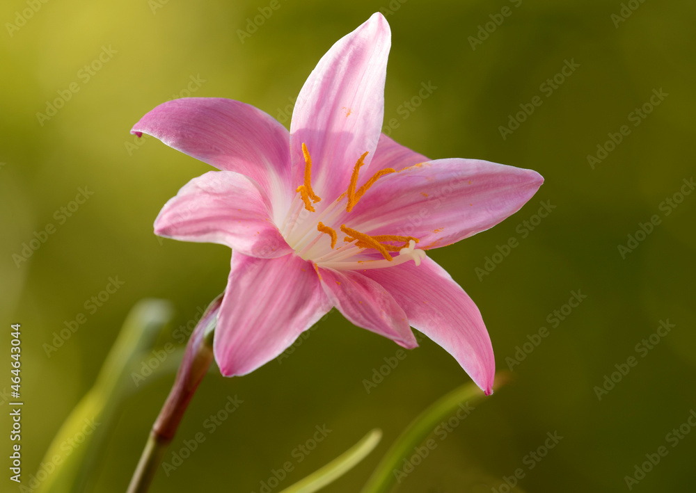 Pink Rain Lily (Zephyranthes carinata) Pink Rain Lily (Zephyranthes carinata)