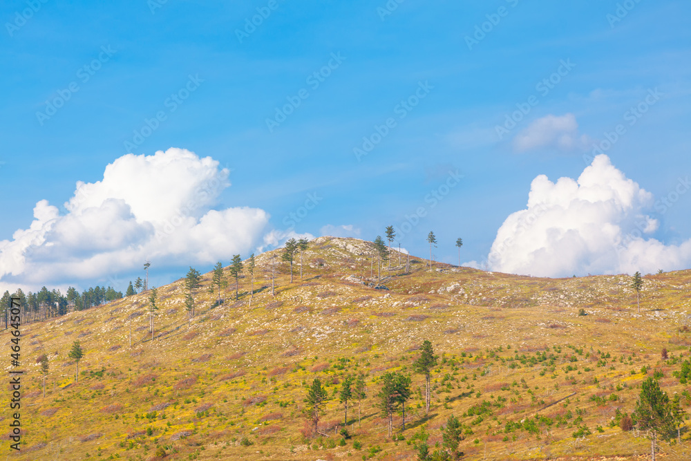 Fototapeta premium Rare fir trees growing on the hill 