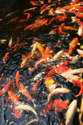 The beautiful fancy carp koi fish feeding in pond in the garden. Japan Koi Carp in Koi Pond float in water, view from above. Many colourful fishes in one place - yellow fish, orange fish.