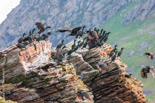 European shags taking off from a rock photo