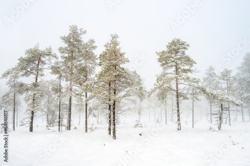 Pine forest in fog and snow on a bog