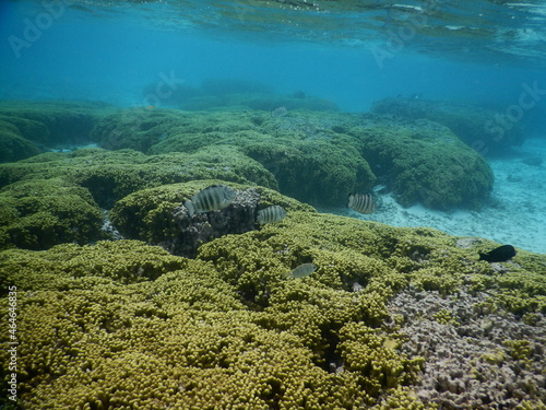 Underwater coral reef at Guam, グアム 熱帯魚 水中 サンゴ 魚