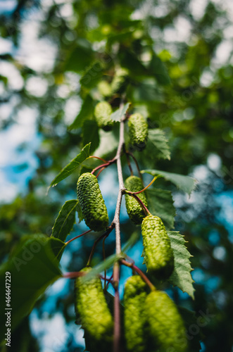 Tree branch