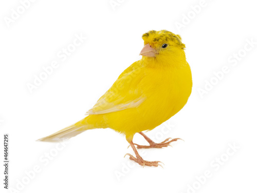 crested canary isolated on white background photo