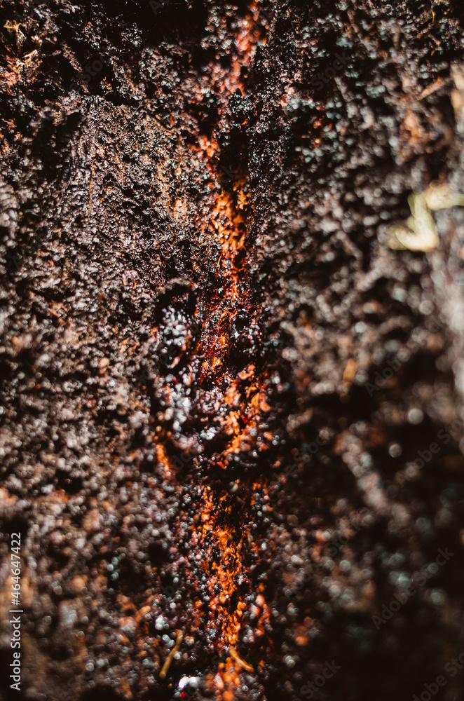 texture of tree bark texture of tree bark