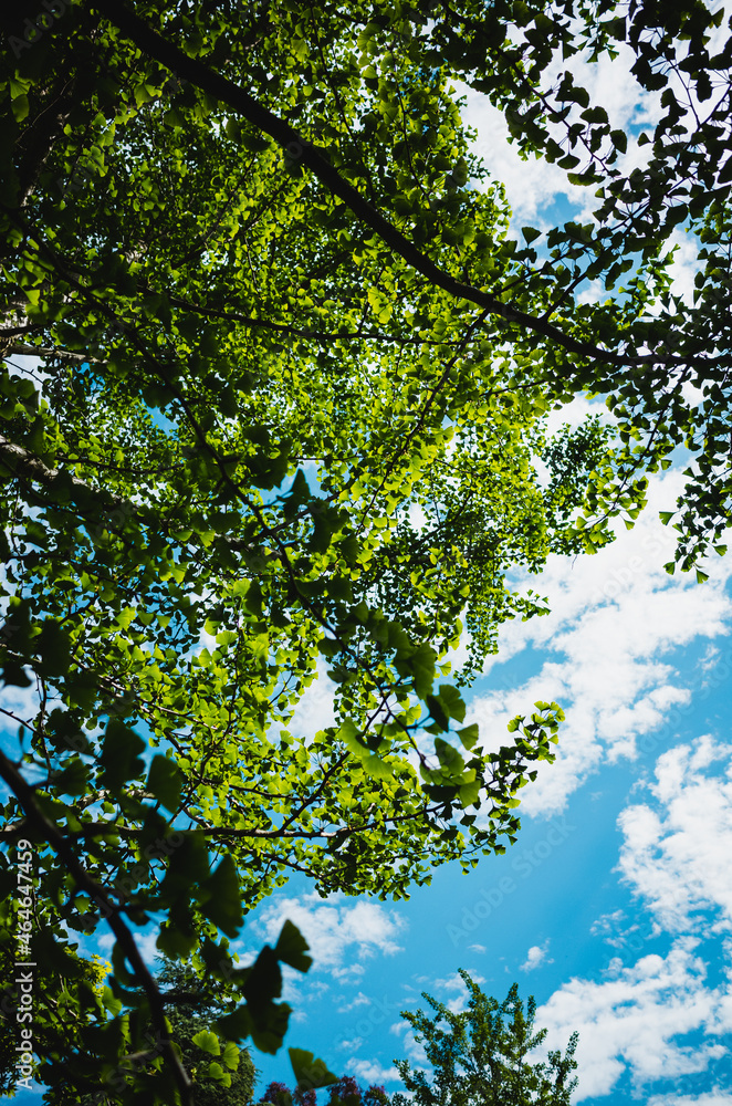 Fototapeta premium green forest in the morning