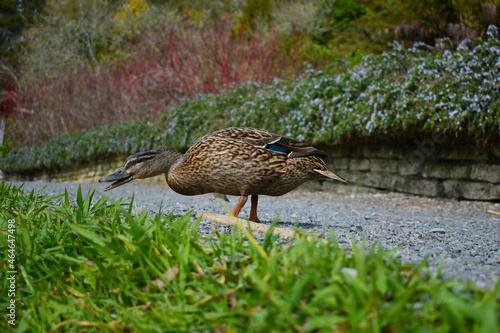 New Zealand, Taitua Arboretum Walk  photo