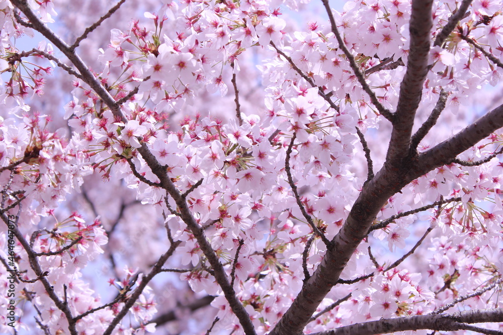 満開の桜 cherry blossom in Japan, blooming, spring 満開の桜 cherry blossom in Japan, blooming, spring