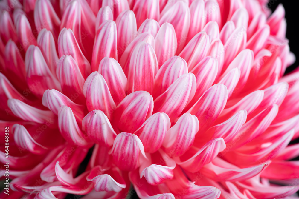 close up of pink Disbud Mum close up of pink Disbud Mum