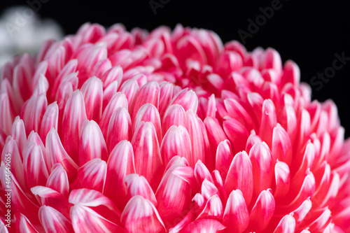 close up of pink Disbud Mum photo