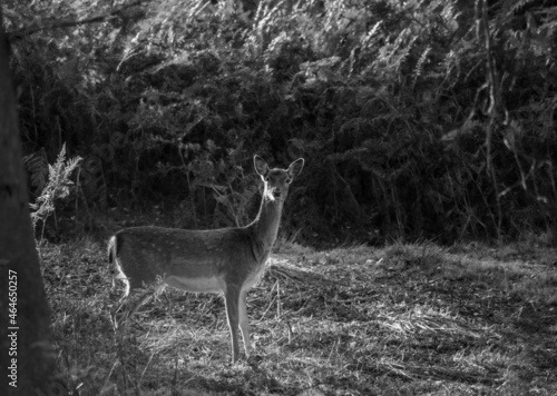 Young Fallow deer walking through an autumn landscape 