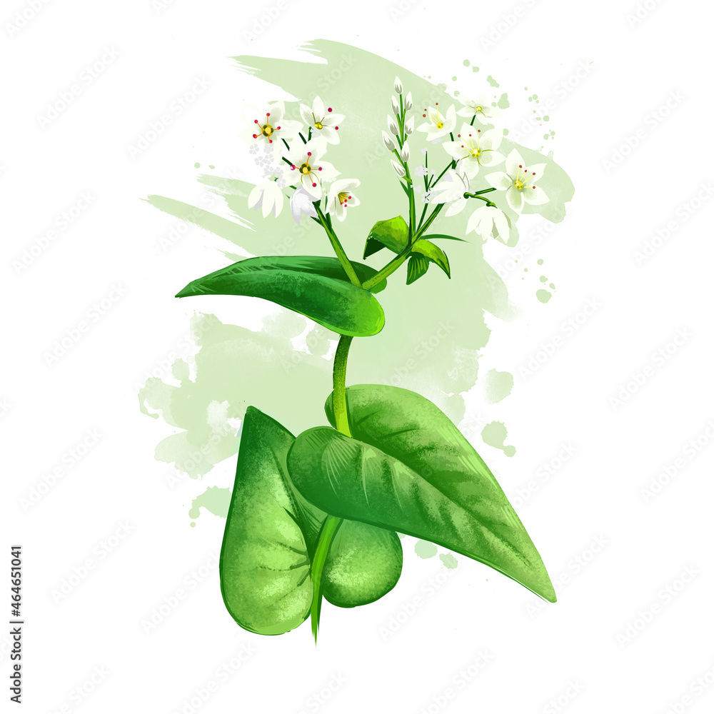 Buckwheat plant with flowers and green leaves isolated on white background digital art illustration. Realistic design of agriculture flowering herb blossom, closeup of organic cereal crop.