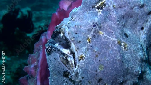 
Giant Gray Frogfish (Antennarius commerson) In Barrel Sponge - Philippines photo