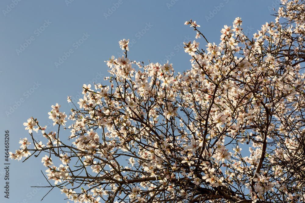 Almond branches against the blue sky background Almond branches against the blue sky background