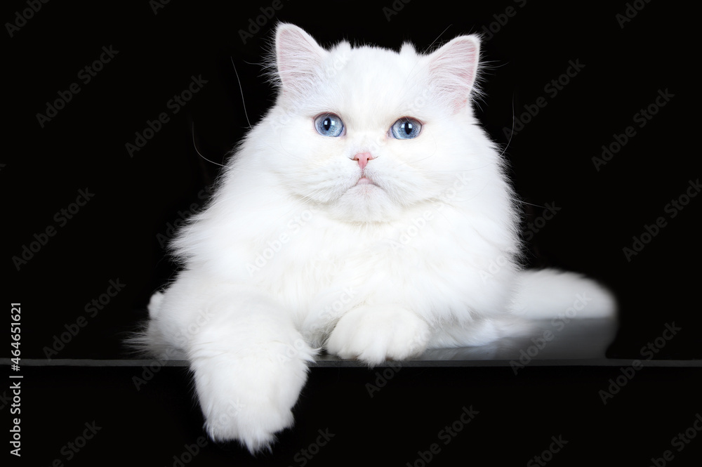 white long haired cat with blue eyes lying down on black background