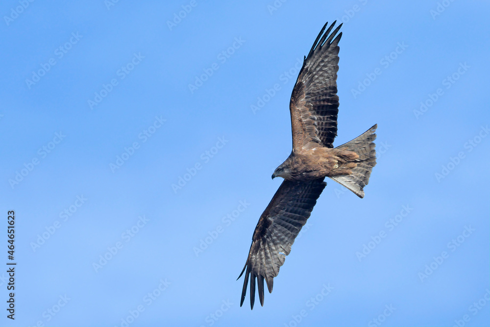 Obraz premium Milvus migrans (Black Kite), Crete