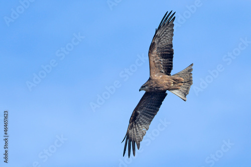 Milvus migrans (Black Kite), Crete
