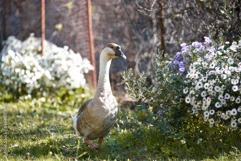 Cute goose walking on the yard, bird animal Cute goose walking on the yard, bird animal
