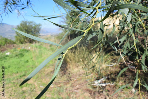 Green foliage of southern blue gum tree (Eucalyptus globulus) photo