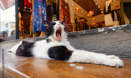 Photography Yawning istanbul cat