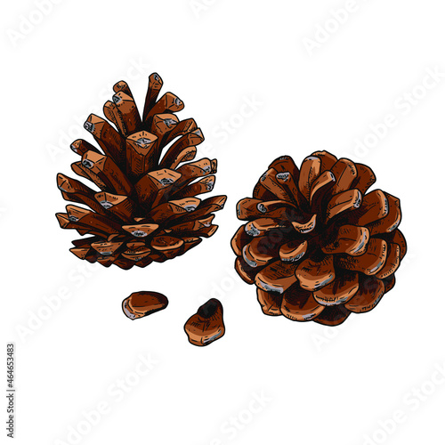 Hand drawn pine cones. Isolated sketch on white background. Vector illustration.