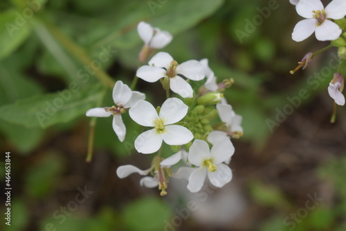 White flowers of Alpine rock-cress (Arabis alpina) photo