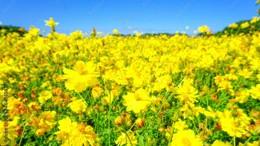 Obraz premium 美しく咲き乱れるキバナコスモス