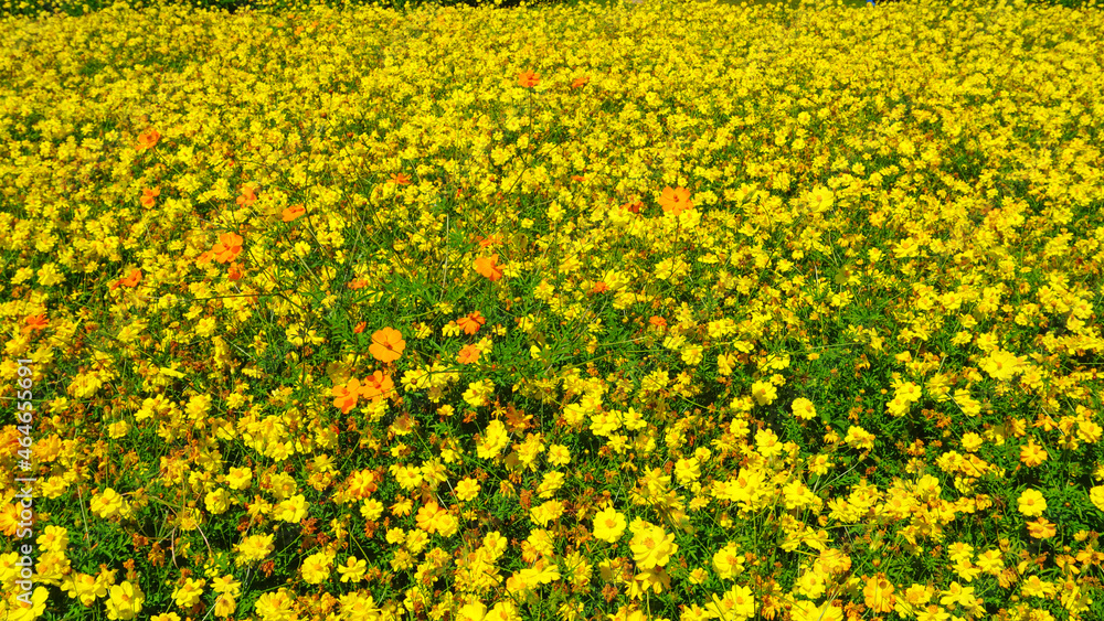 Obraz premium 美しく咲き乱れるキバナコスモス