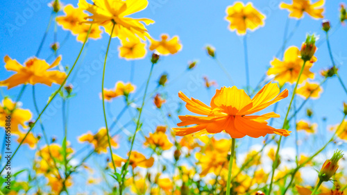 美しく咲き乱れるキバナコスモス © 4ChaN