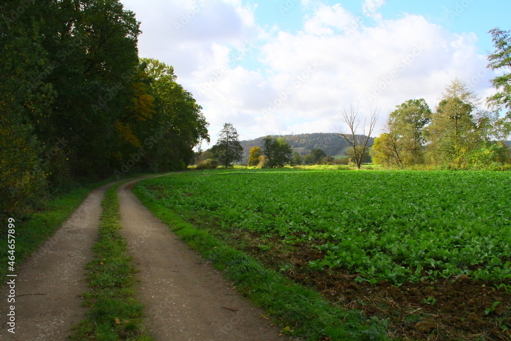 Fototapeta premium herbst