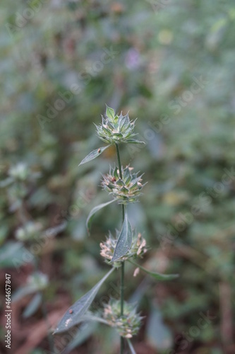 Clinacanthus nutans (Also called Acanthaceae, belalai gajah, phaya yo, Sabah snake grass, ki tajam, dandang gendis) on the nature. Has been used in Indonesia in the treatment of dysentery and diabetes photo