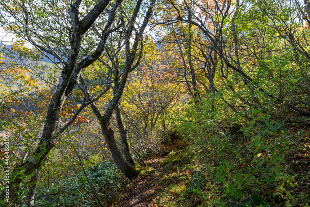 茶臼岳の秋の登山道