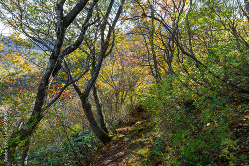茶臼岳の秋の登山道