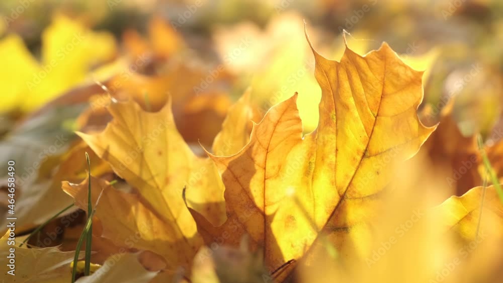 bright maple foliage background on ground by sunny autumn day
bright maple foliage background on ground by sunny autumn day