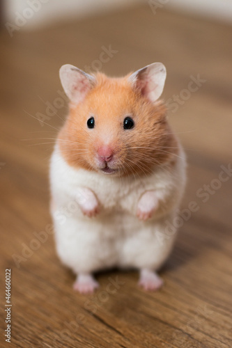 Cute Syrian Hamster Standing