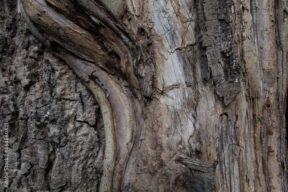 Stunning texture of tree bark carved by nature Stunning texture of tree bark carved by nature