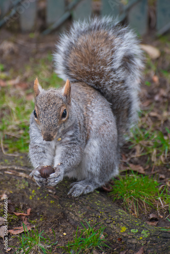 Squirrel in the Park © Niranjan