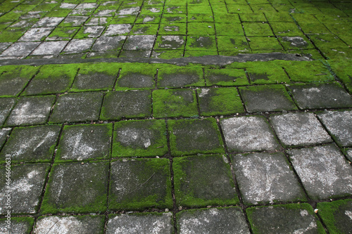 Terrace slabs covered with green moss, natural green moss carpet, floor covered with moss, green moss background