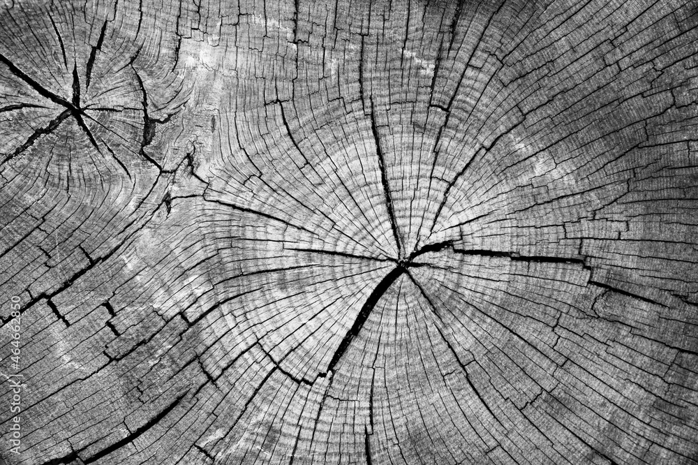 Fototapeta premium Close-up of old tree trunk section. Wood structure. Concentric rings. Black and white high contrast image.