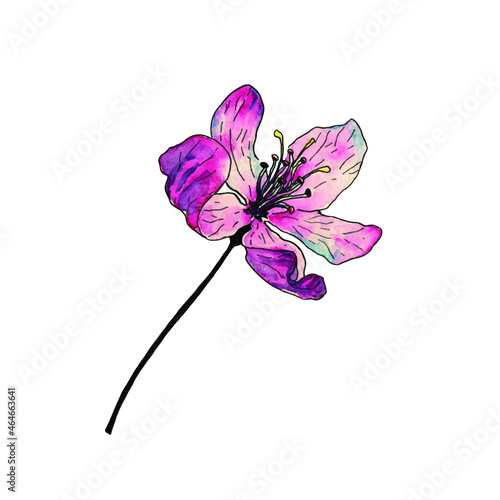 pink apple flower watercolor blossom